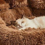 Charger l&#39;image dans la galerie, Kittyspets - Coussin Patte d&#39;Ours pour Chien et Chat
